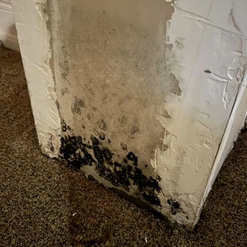 Professional Mold Removal in Surry County, NC